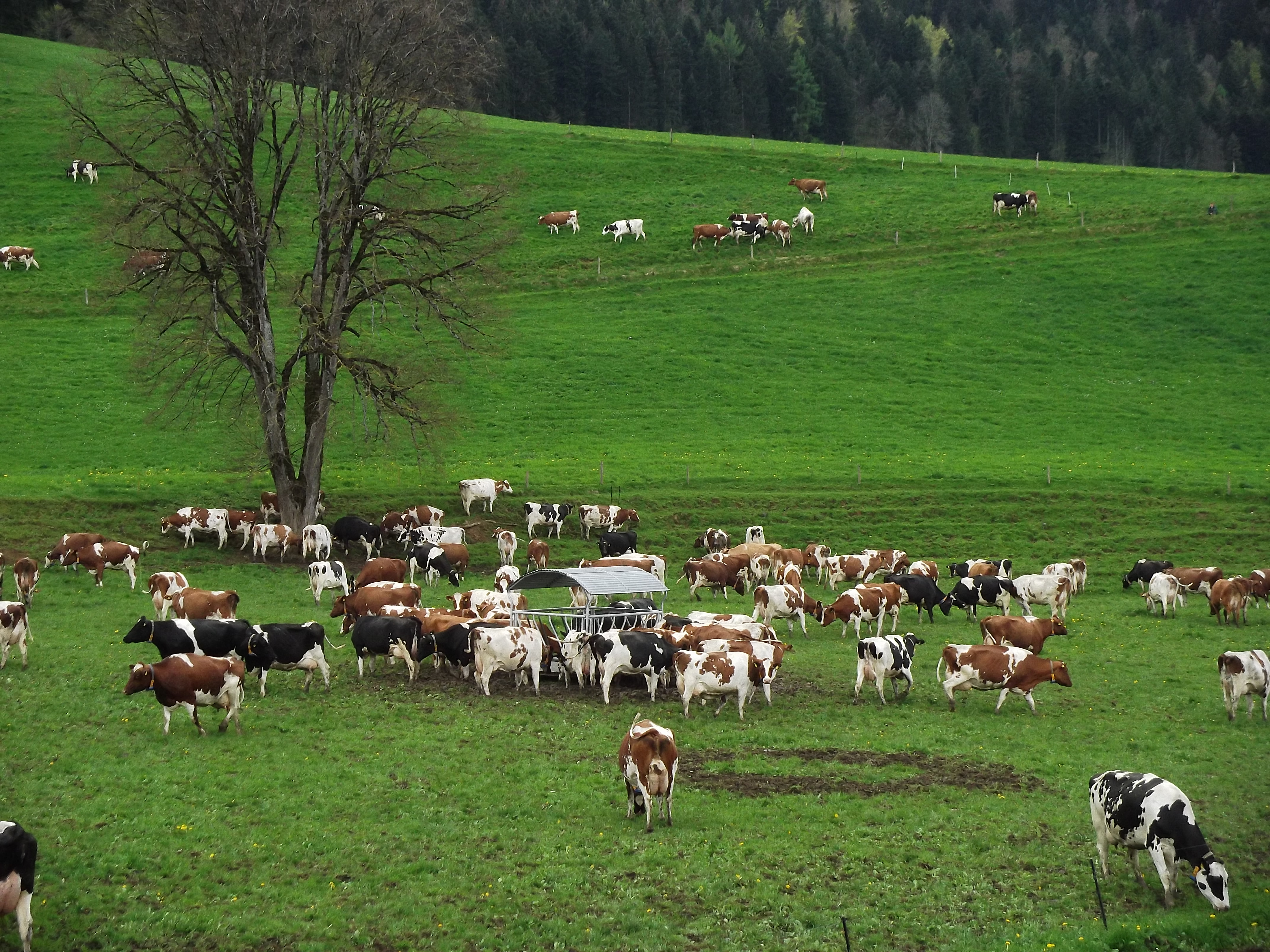 Troupeau de 300 vaches laitières Troupeau de 300 vaches laitières