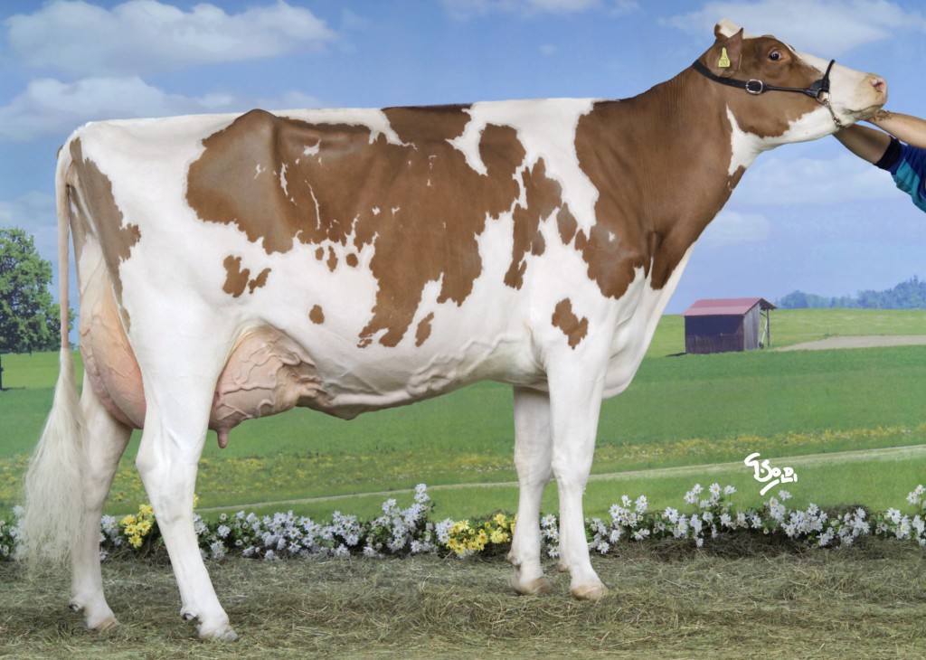 Wi-Star Kite NOVA EX 94 Wi-Star Kite NOVA EX 94